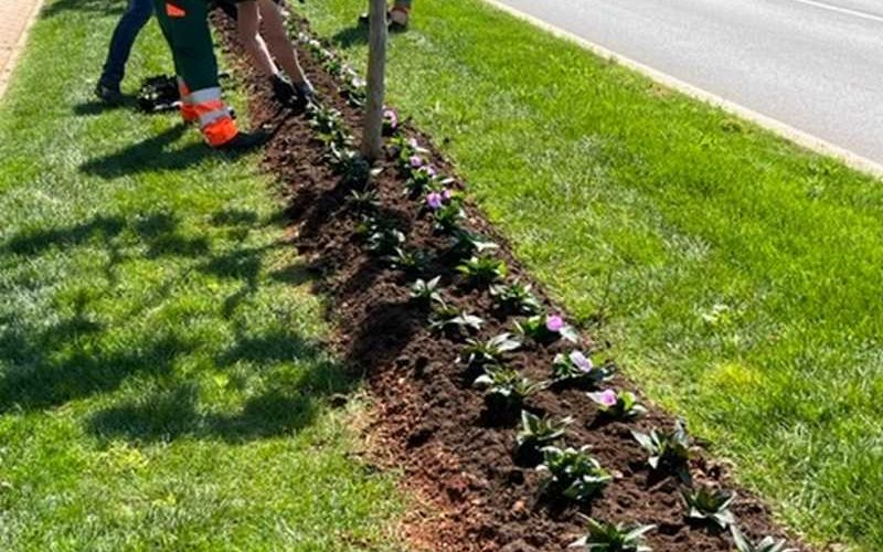 SADNJA PROLJETNOG CVIJEĆA