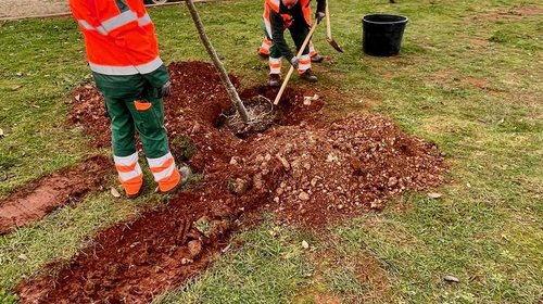 PIANTUMAZIONE DI ALBERI IN OCCASIONE DELL’INIZIATIVA “NON ESSERE UN CEPPO, PIANTA UN ALBERO!”