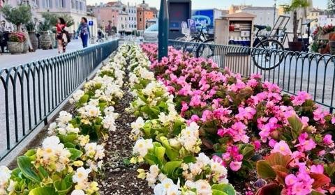 LA PIANTUMAZIONE DEI FIORI ESTIVI