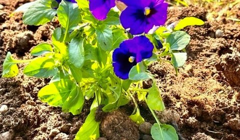 PIANTUMAZIONE DI FIORI AUTUNNALI