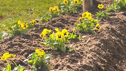 NOVITÀ DALL’UA VERDE - PIANTUMAZIONE DI FIORI AUTUNNALI