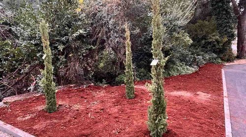 NOVITÀ DALL'UA PER IL VERDE PUBBLICO - PIANTUMAZIONE DEGLI ALBERI