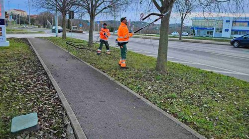 POTATURA DEGLI ALBERI