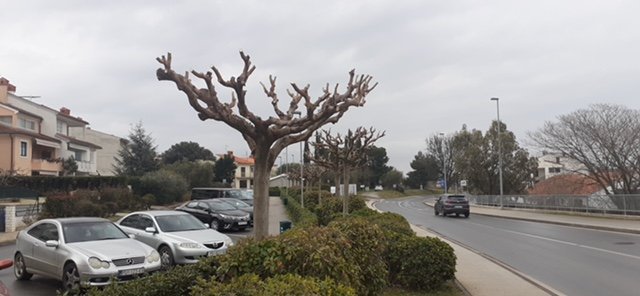 OREZIVANJE STABLAŠICA