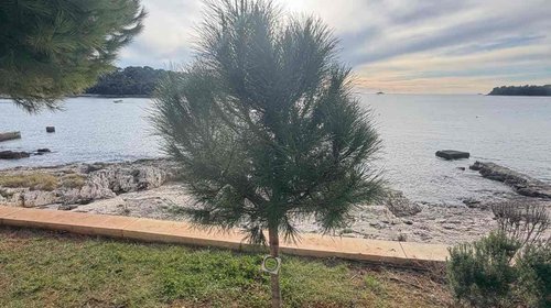 NOVITÀ DALL'UA PER IL VERDE PUBBLICO - PIANTUMAZIONE DEGLI ALBERI